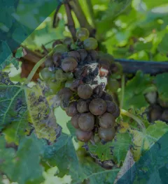 un montage d'une photo de vigne atteinte de black rot