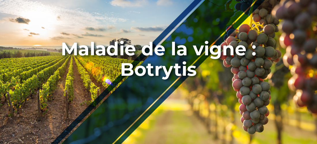 Rang de vigne cultivée avec l'inscription suivante : Maladie de la vigne : Botrytis
