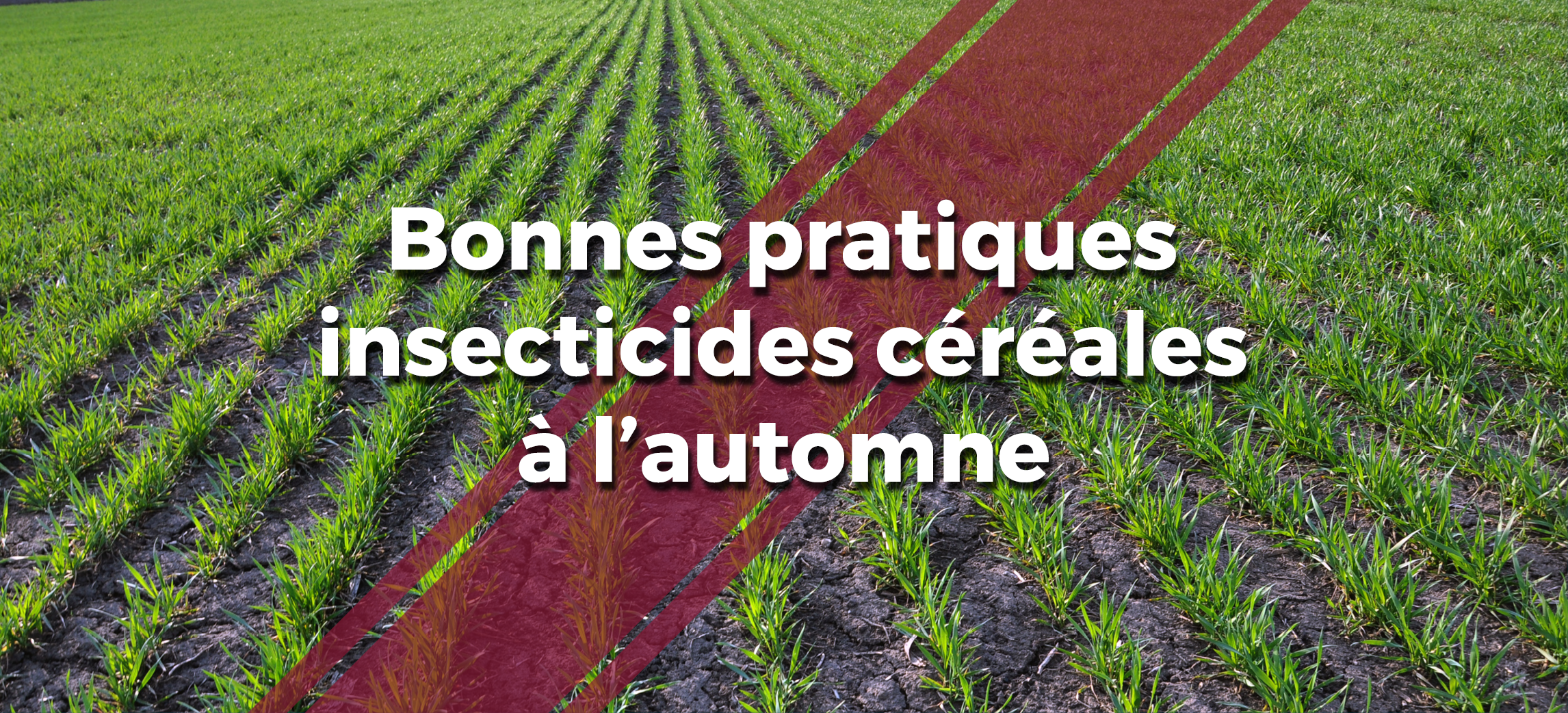 Un montage photo d'une parcelle de blé à l'automne avec un logo et le texte  "Bonnes pratiques insecticides céréales à l'automne"