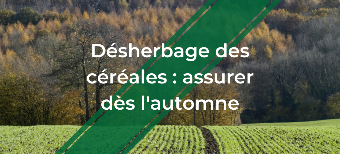 UN montage photo d'une parcelle de blé à l'automne avec un logo et le texte  "Désherbage des céréales : assurer dès l'automne"