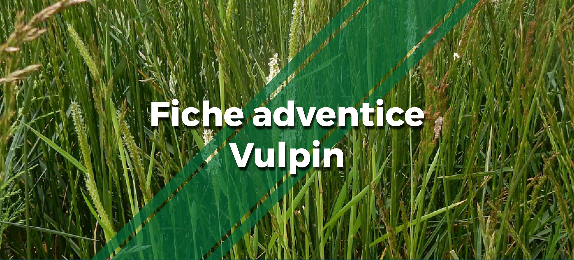 une photo de Vulpins avec le texte "Fiche adventice Vulpin"