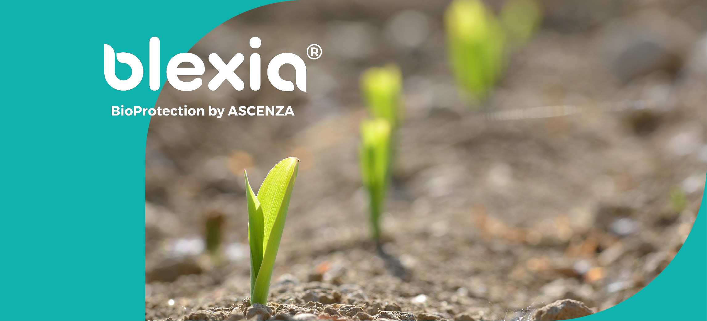 Un montage photo présentant de jeunes plantes avec le logo Blexia