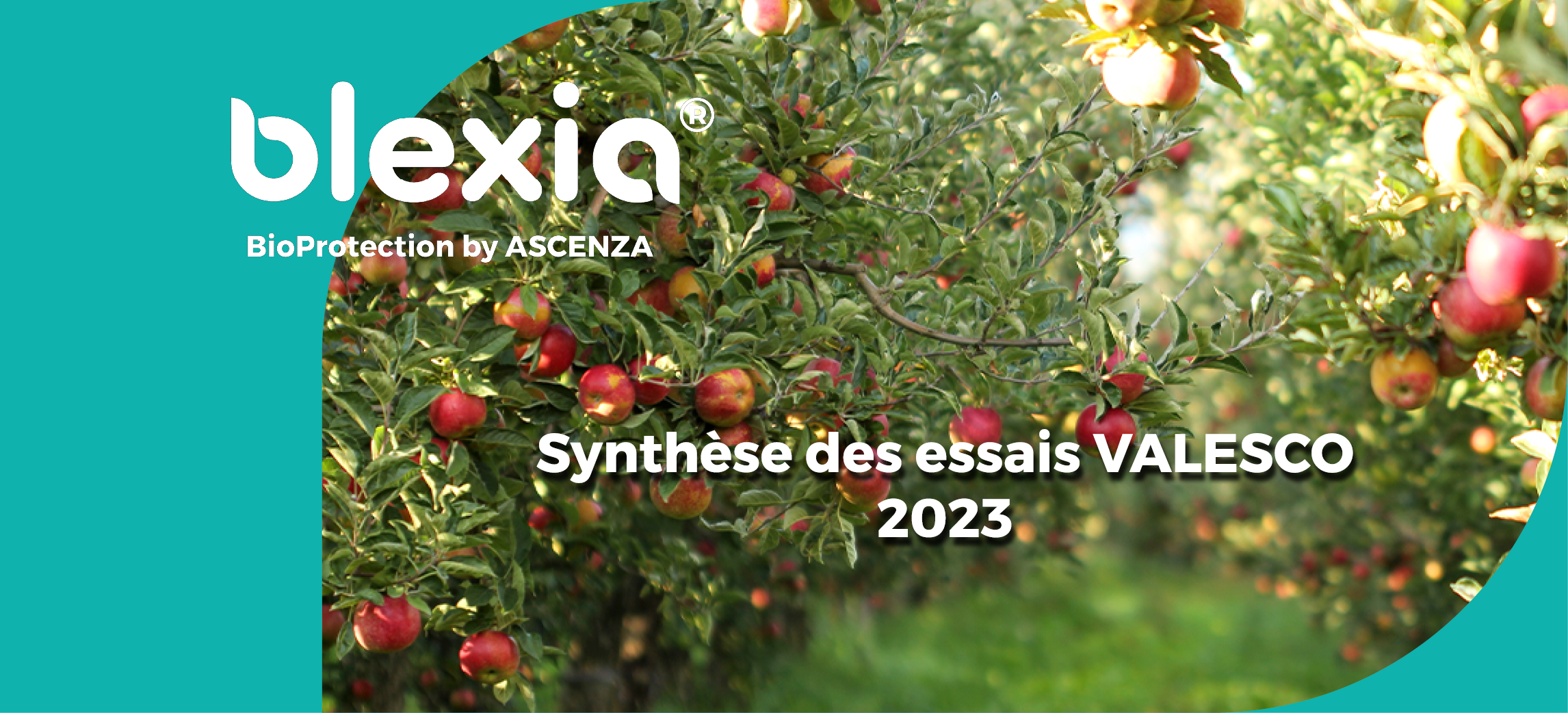 Une photo de verger avec le logo Blexia et le texte synthèse des essais VALESCO 2023