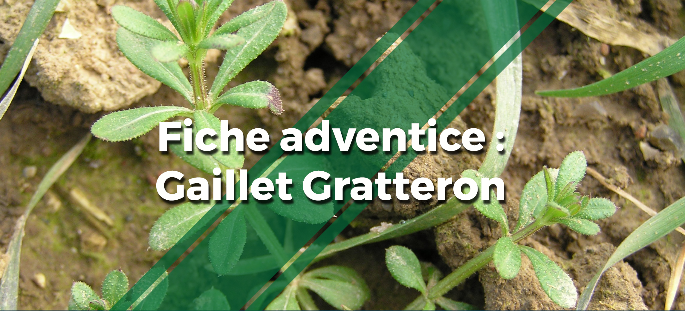 une photo d'une plante de gaillet gratteron avec le texte "Fiche adventice gaillet gratteron"