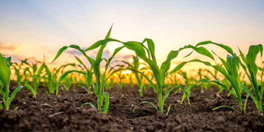 Une photo au ras du sol d'un champ de maïs avec de jeunes plantes au premier plan