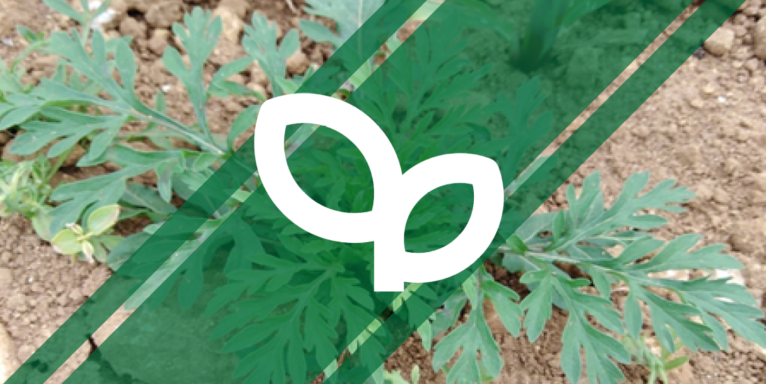 Un montage d'une plante d'ambroisie avec le logo herbicide