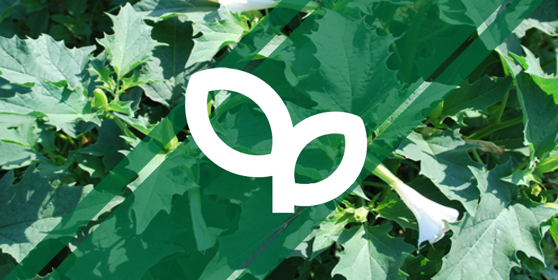 Un montage d'une plante de Datura avec le logo herbicide