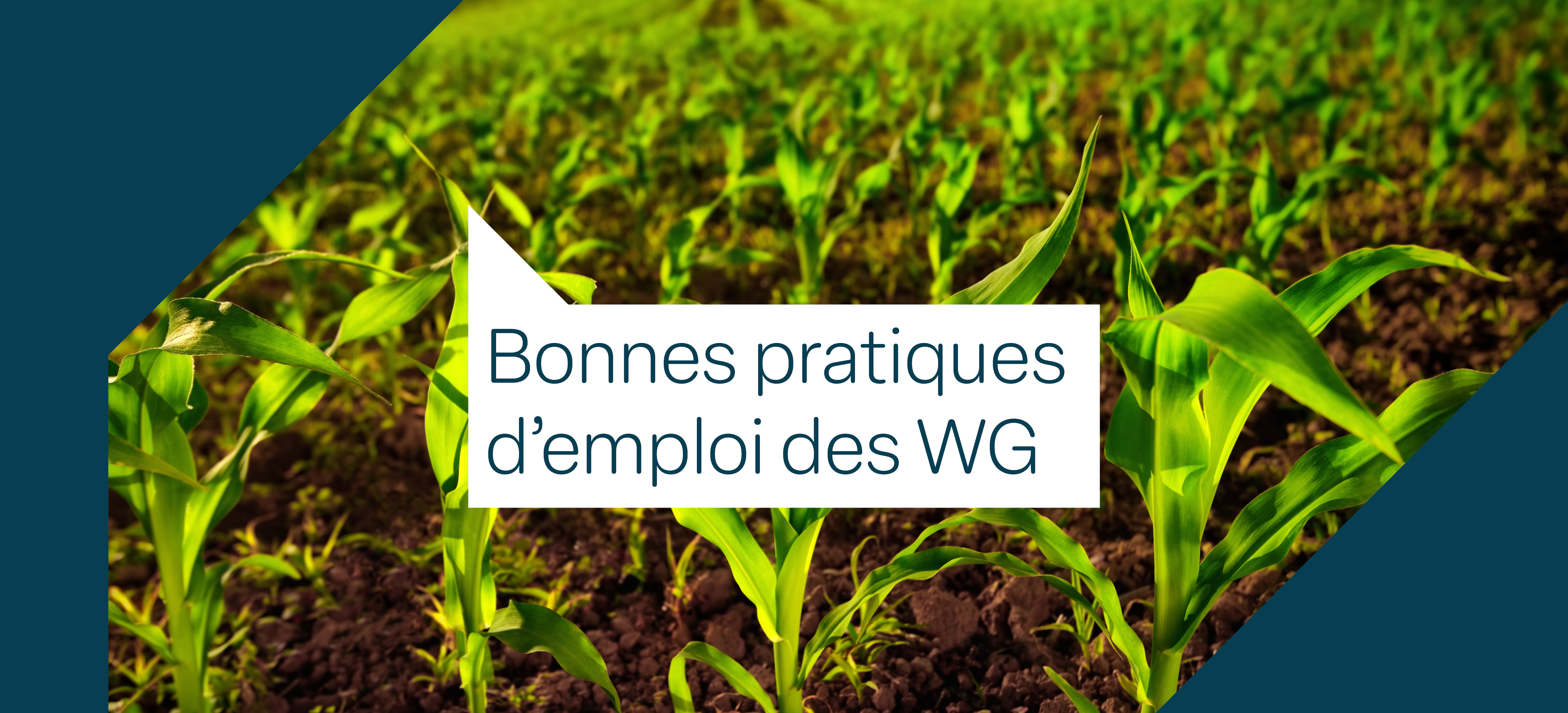 Un montage photo de maïs avec le texte "Bonnes pratiques d'emploi des WG"