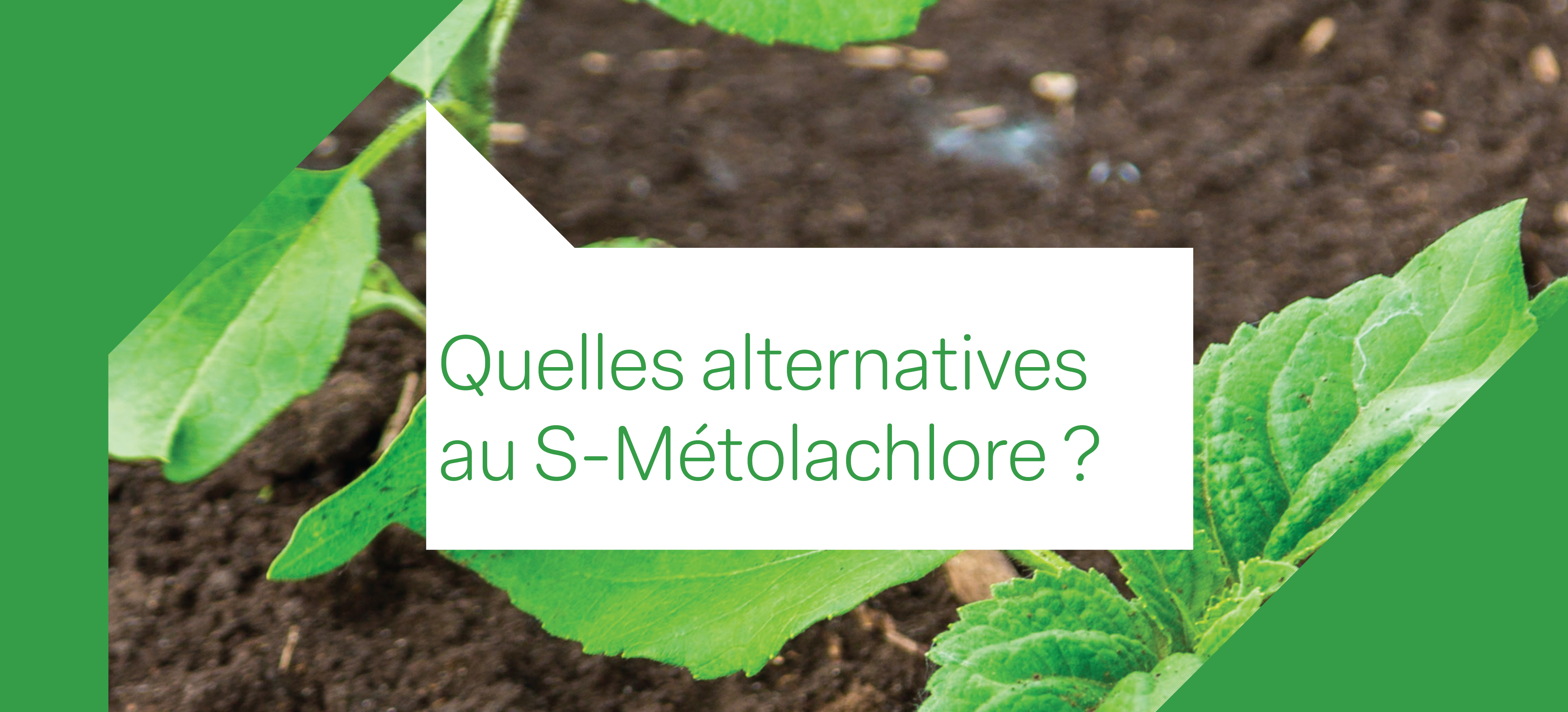 Une photo de jeunes plantes de tournesol avec le texte "quelles alternatives au SMOC ?"