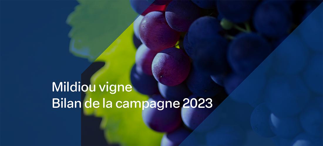 Une grappe de vigne avec la phrase "Mildiou vigne : bilan de la campagne 2023"