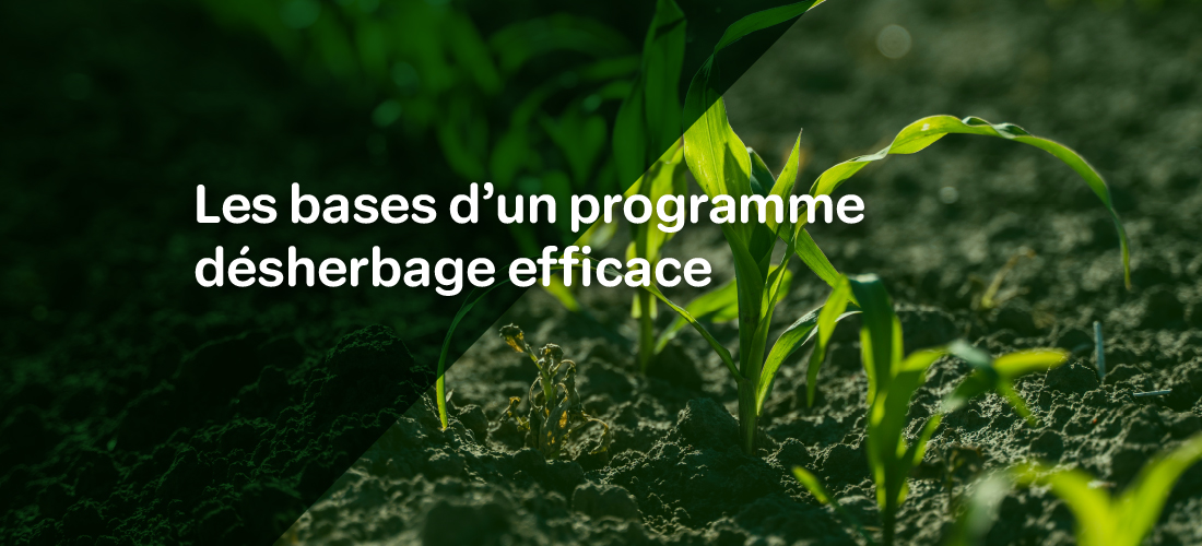 Un montage photo d'une parcelle de blé vert ave le texte : "Les bases d'un programme de désherbage efficace"