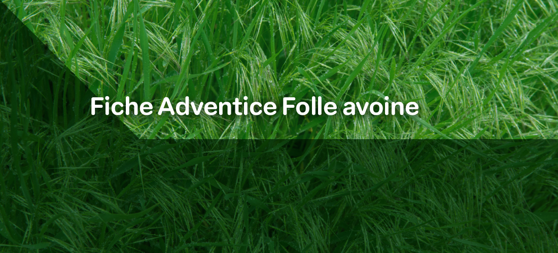 Un montage photo avec des plants de folle avoine et le texte "Fiche adventice Folle Avoine"