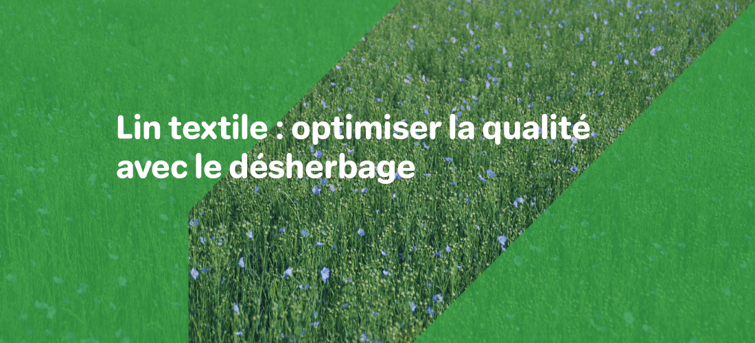 Une photo d'une parcelle de lin textile en fleur avec le texte : "Lin textile : optimiser la qualité avec le désherbage"