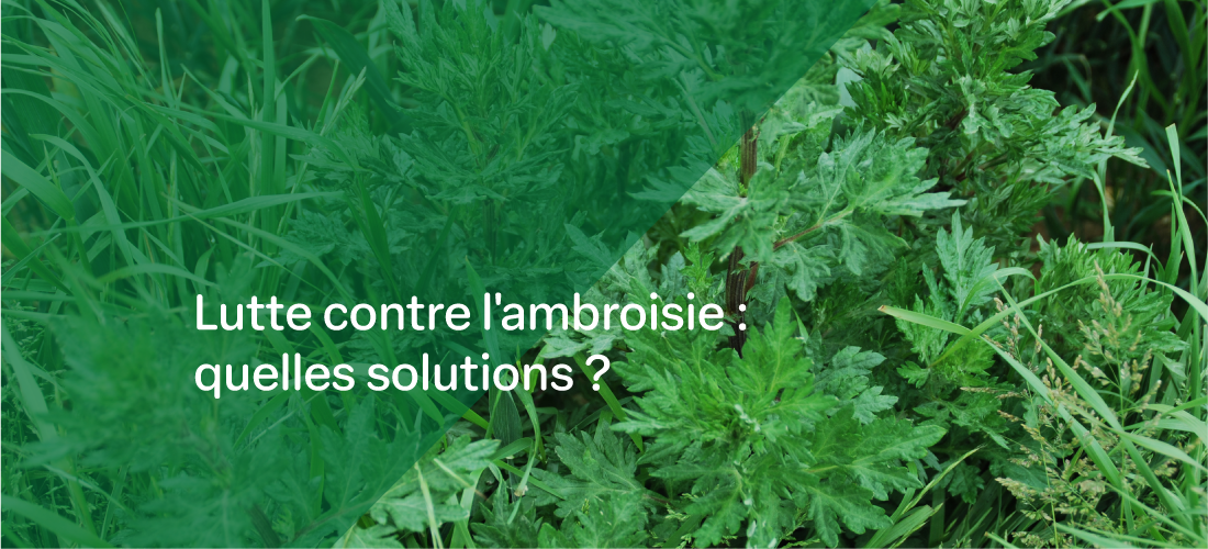 un montage photo d'un pied d'ambroisie avec le texte "Lutte contre l'ambroisie : quelles solutions ?"