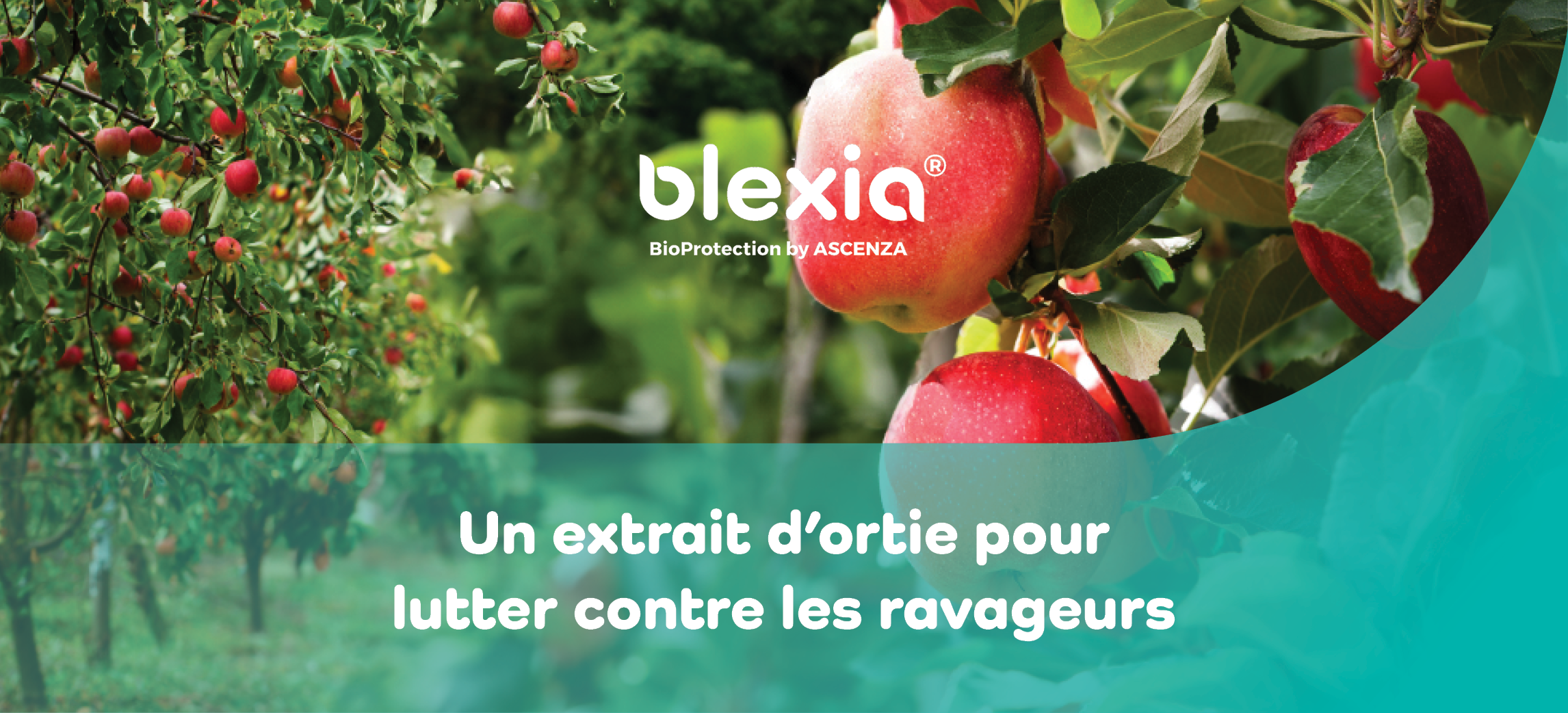 un montage photo d'un verger de pommiers et d'un gros plan de pomme, avec le texte :"un extrait d'ortie pour lutter contre les ravageurs"