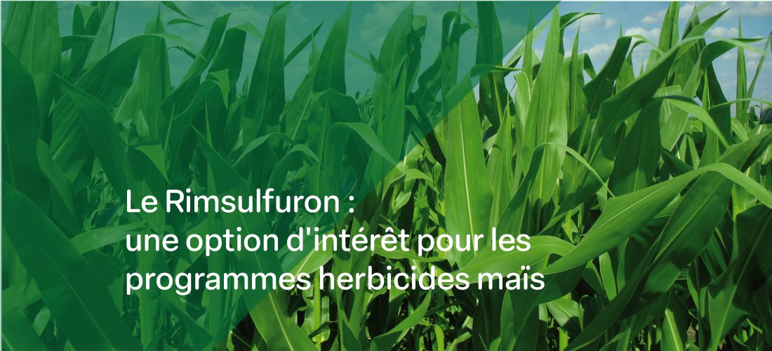 un montage photo d'une parcelle de maïs avec le texte "le rimsulfuron : une option d'intérêt pour les programmes herbicides maïs"