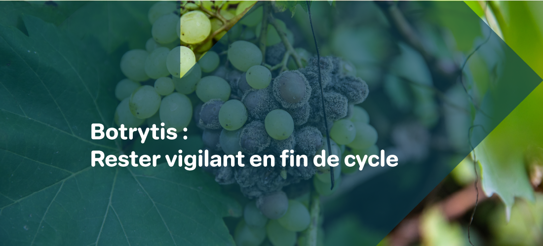 un montage photo d'une grappe de raisin sur pied atteinte par des symptomes de Botrytis avec le texte : "Botrytis, une maladie, de nombreuses cultures"