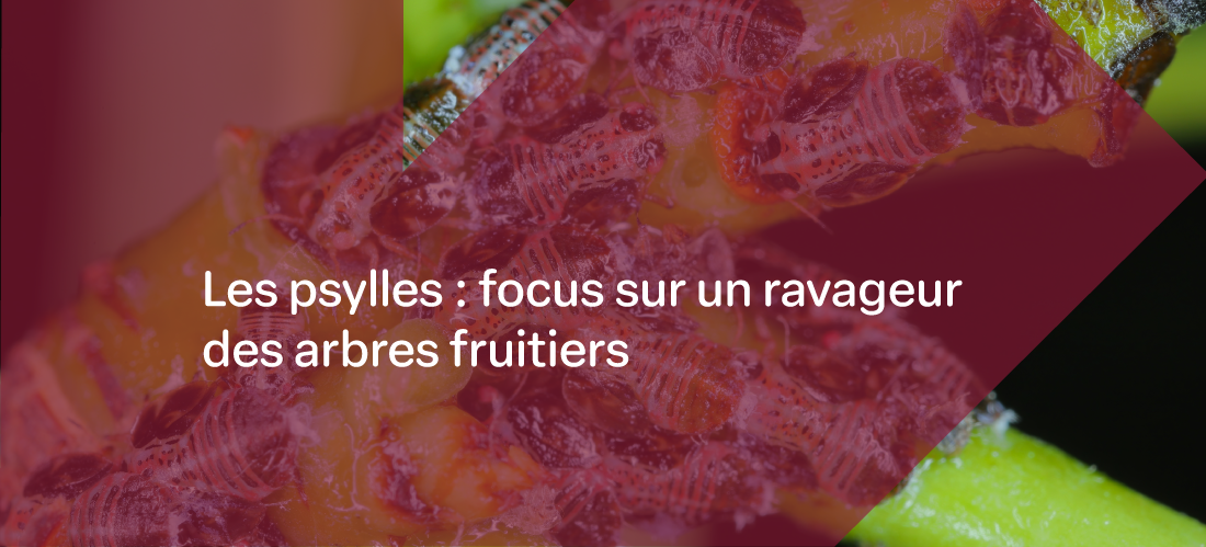 un montage photo d'un rameau de pommier avec une colonie de psylles et le texte "Les psylles : focus sur un ravageur des arbres fruitiers"