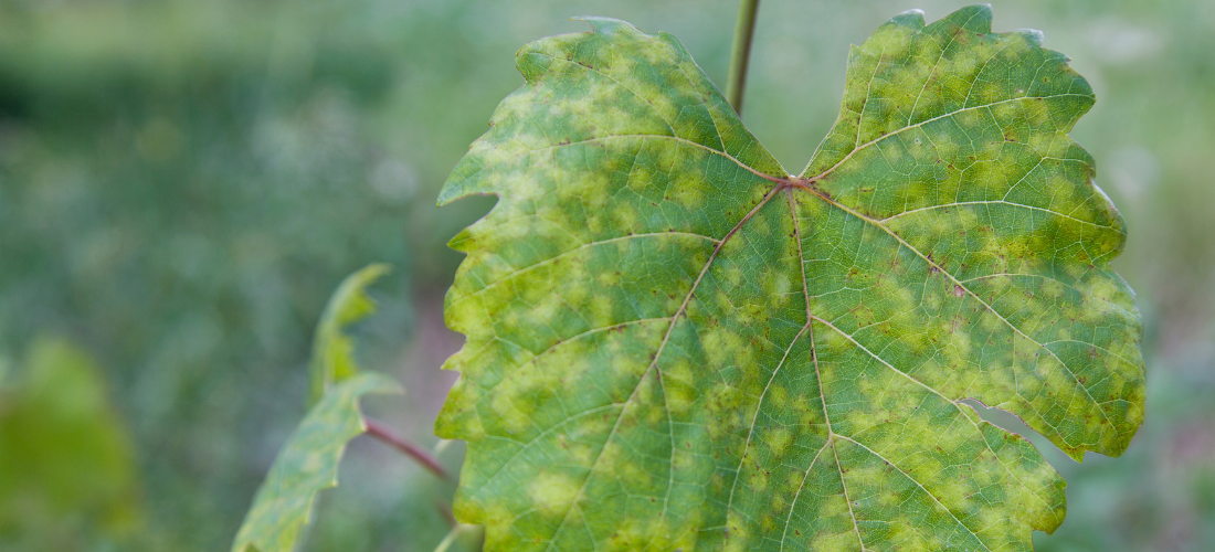 Mildiou vigne