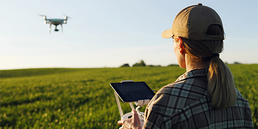 Close up of rear of Caucasian woman farmer in hat standing in green wheat field and controlling of drone which flying above margin.