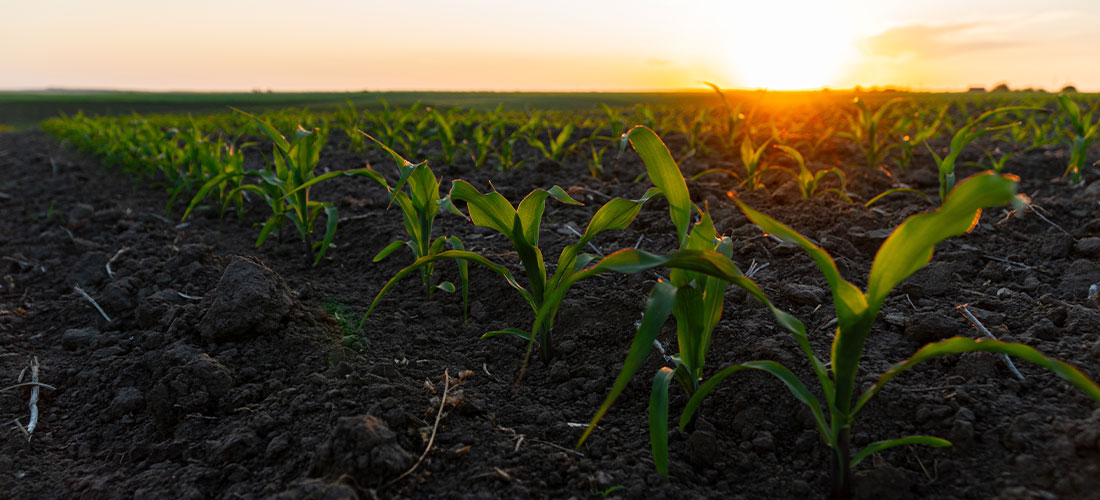 Olorim WG : un renfort des programmes herbicides en pré-levée   