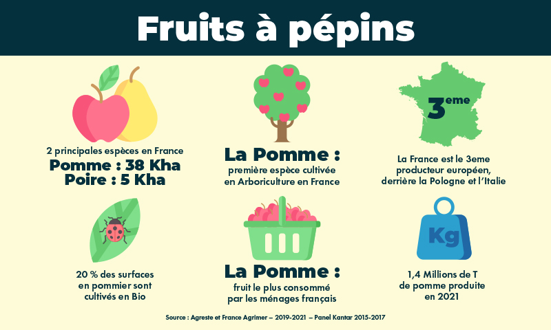 infographic pomme fruits