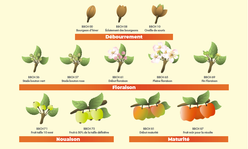 phenological stages pomme fruits