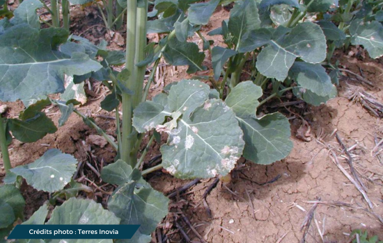 Symptômes de Cylindrosporiose sur des plantes de colza