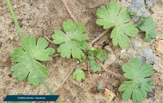 une photo d'une plante de géranium disséqué