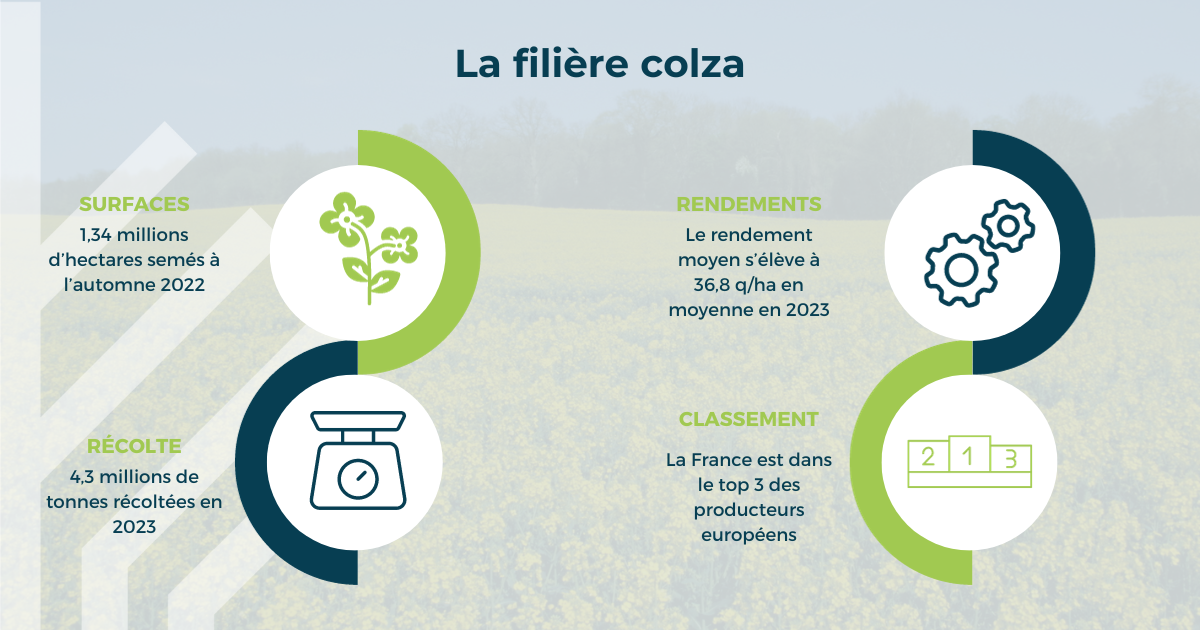 infographie présentant les principaux indicateurs sur le colza en France