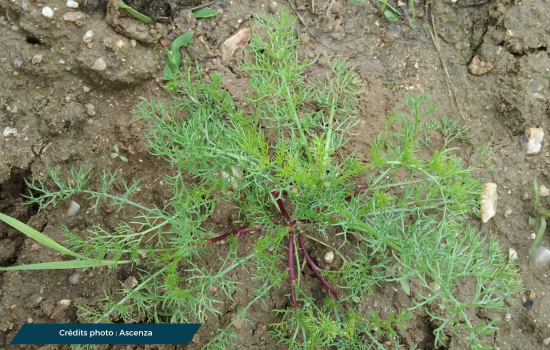 une photo d'une plante de matricaire camomille