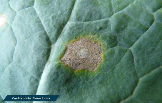 Symptômes de Phoma sur une feuille de colza