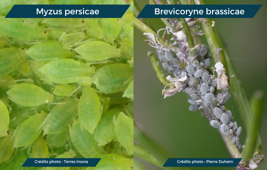 Un montage photo présentant Myzus persicae et Brevicoryne brassicae sur colza