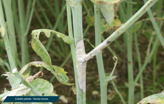 Symptômes de Sclerotinia sur une plante de colza