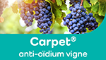 logo carpet vigne