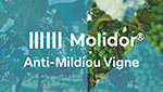 logo molidor