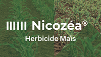 logo Nicozea