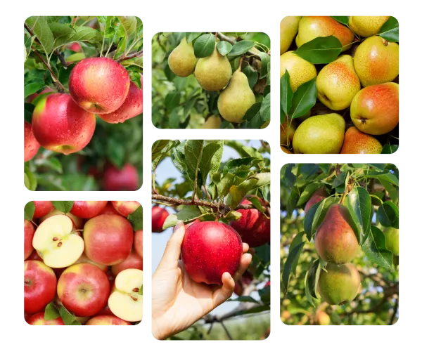 pomme fruits