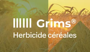 une vue d'un champ de céréales à maturité avec le texte "Grims® - Herbicide céréales"