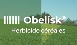 une vue d'un champ de céréales à un stade précoce avec le texte "Obelisk® - Herbicide céréales"