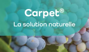 logo Carpet