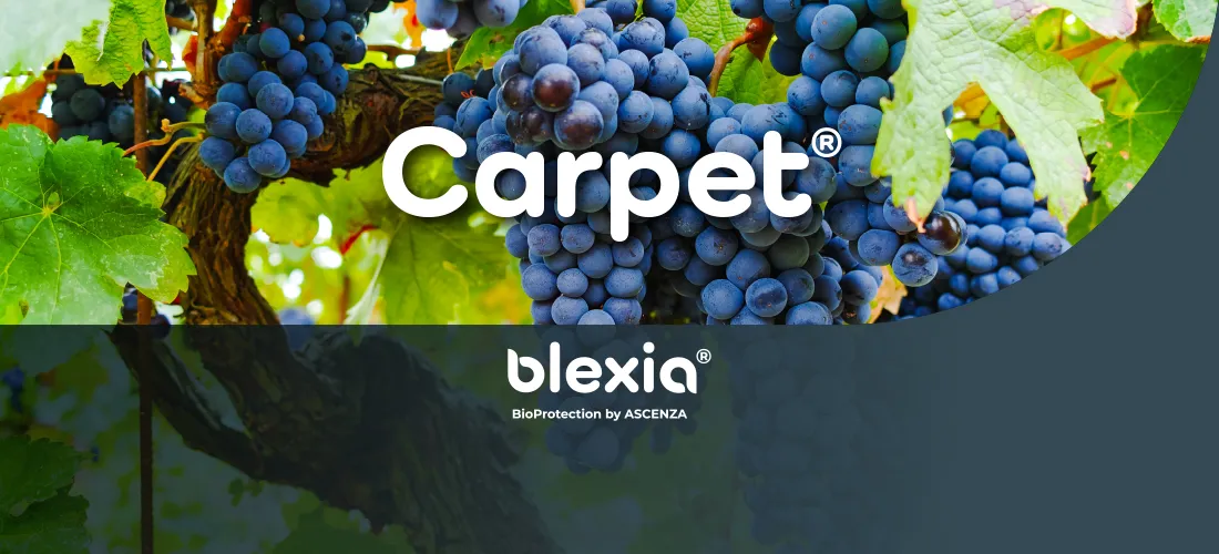 Un montage photo présentant un pied de vigne avec un cépage rouge, le logo Blexia au milieu et le logo du produit Carpet