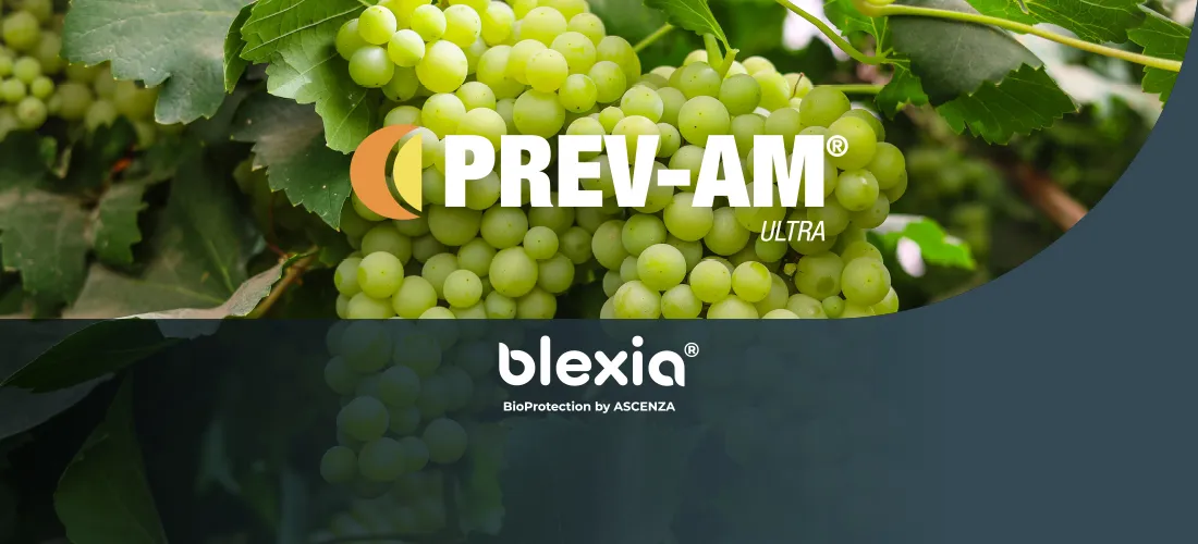 Un montage photo présentant un pied de vigne avec un cépage blanc, le logo Blexia au milieu et le logo du produit PREV-AM Ultra