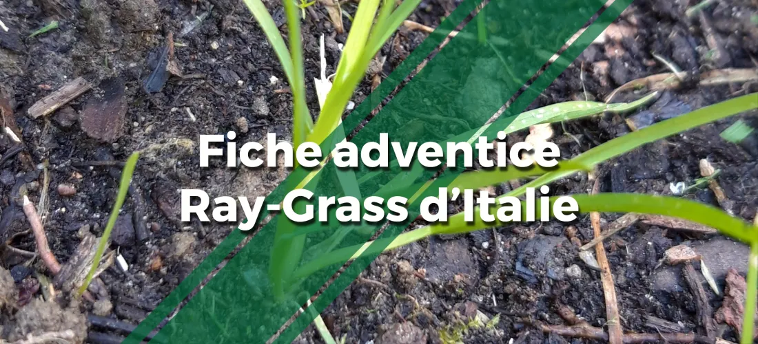une photo d'une plante de Ray Grass d'Italie avec le texte "Fiche adventice Ray-Grass d'Italie"