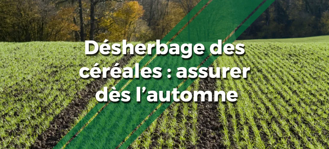 Un montage photo d'une parcelle de blé à l'automne avec un logo et le texte  "Désherbage des céréales : assurer dès l'automne"