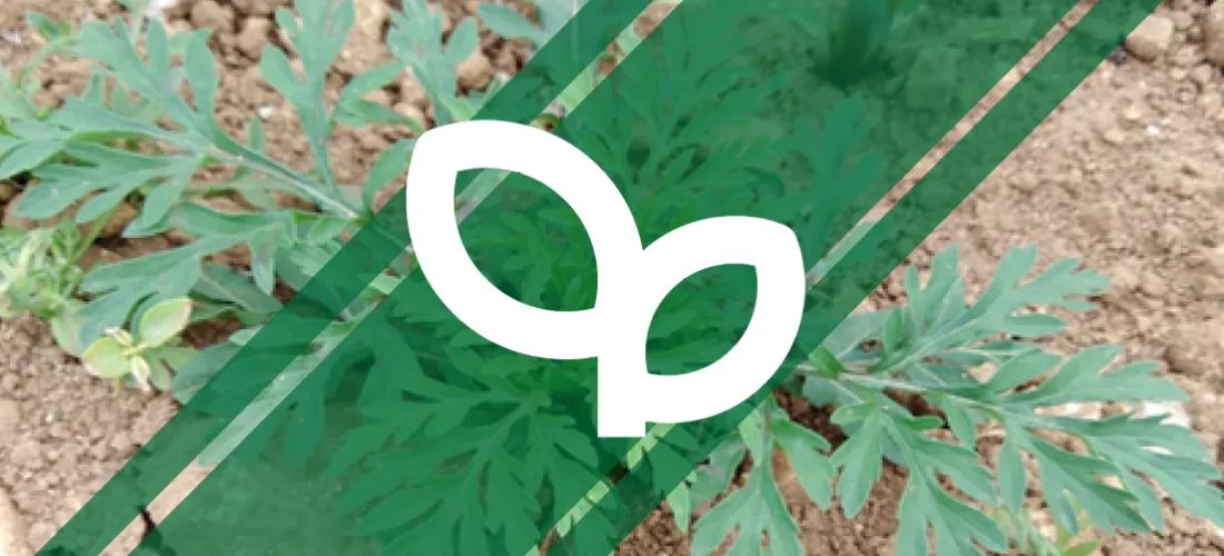 Un montage d'une plante d'ambroisie avec le logo herbicide