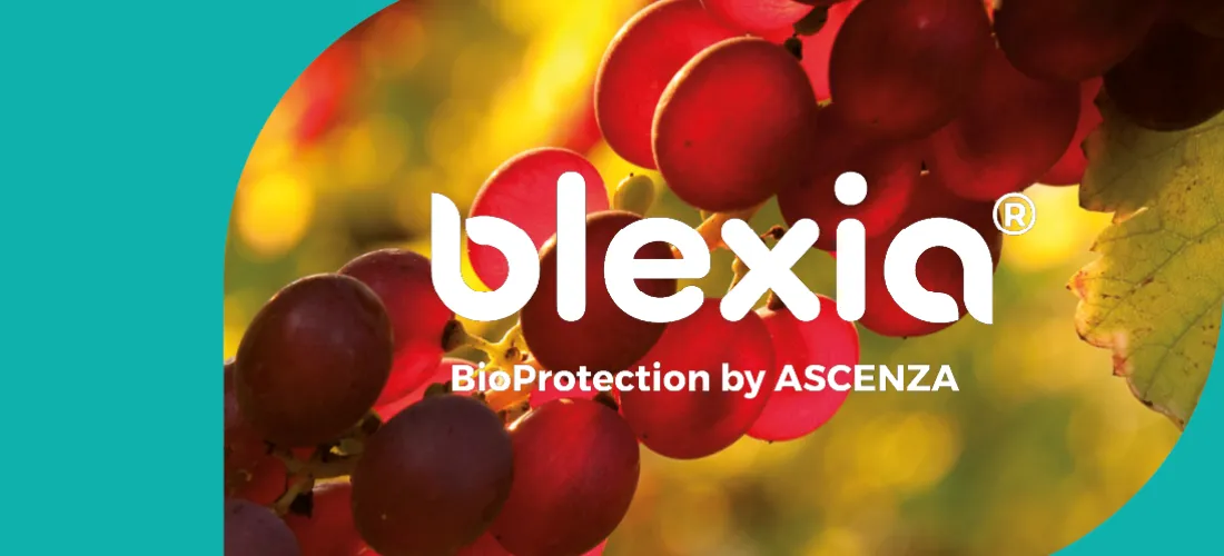 Un montage d'une grappe de raisin avec le logo Blexia