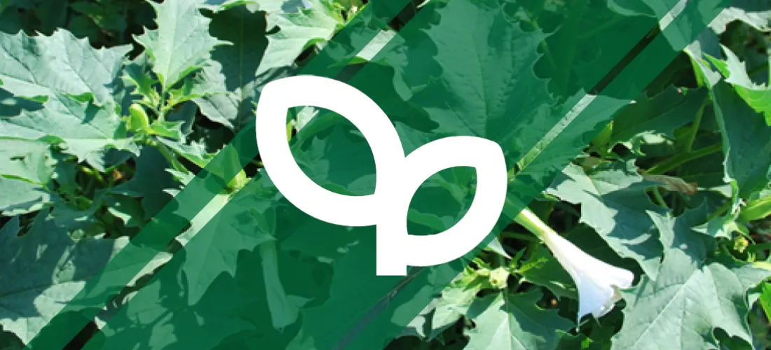 Un montage d'une plante de Datura avec le logo herbicide