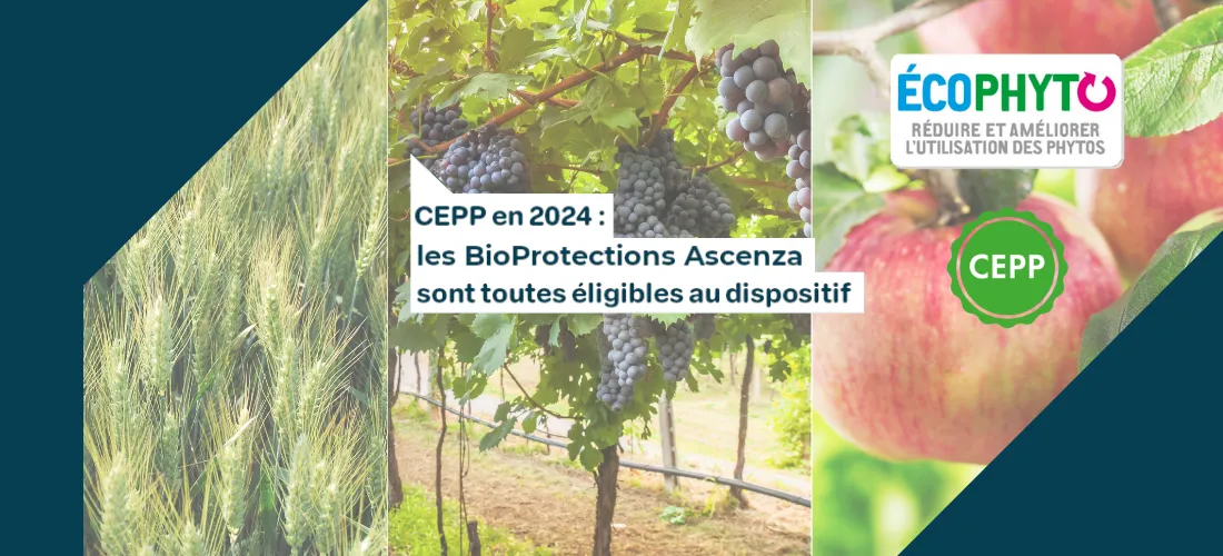 un montage photo avec le texte : CEPP en 2024, les BioProtections Ascenza sont toutes éligibes