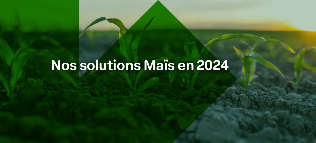 Un montage photo d'une parcelle de maïs au stade 2 feuilles avec le texte : "Nos solutions maïs en 2024"